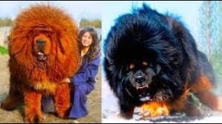 20 Most Expensive Dog Breeds You Won't Believe Exist!