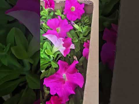 بهترین گیاهان موجود در قطر قطر باغبانی باغ قطر