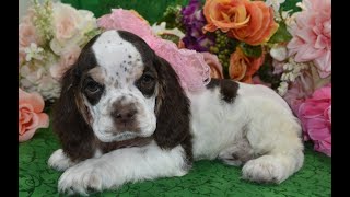 AKC American Cocker Spaniel Puppies for sale **www.maryscockerhaven.com** 719-306-8118