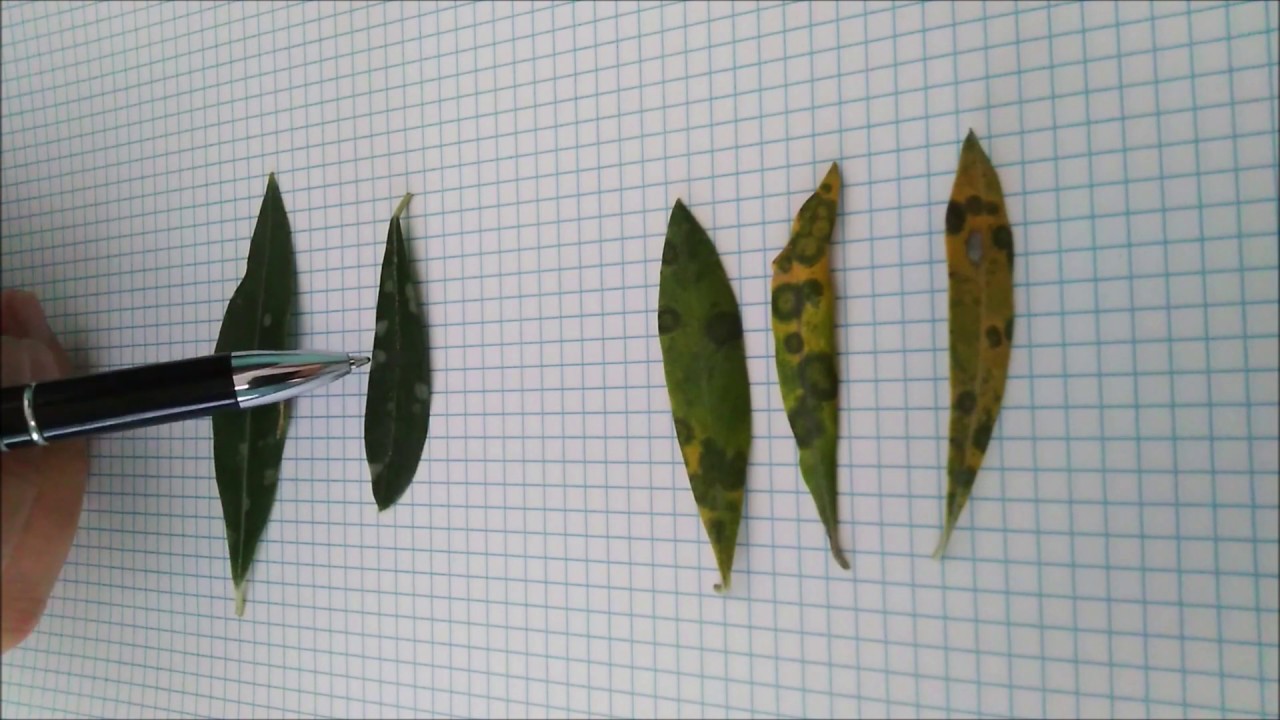 El Repilo del Olivo - Que es- Tratamientos - Variedades Resistentes - VIVEROS CRIADO