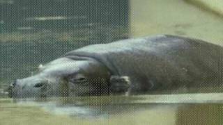 hippo.avi