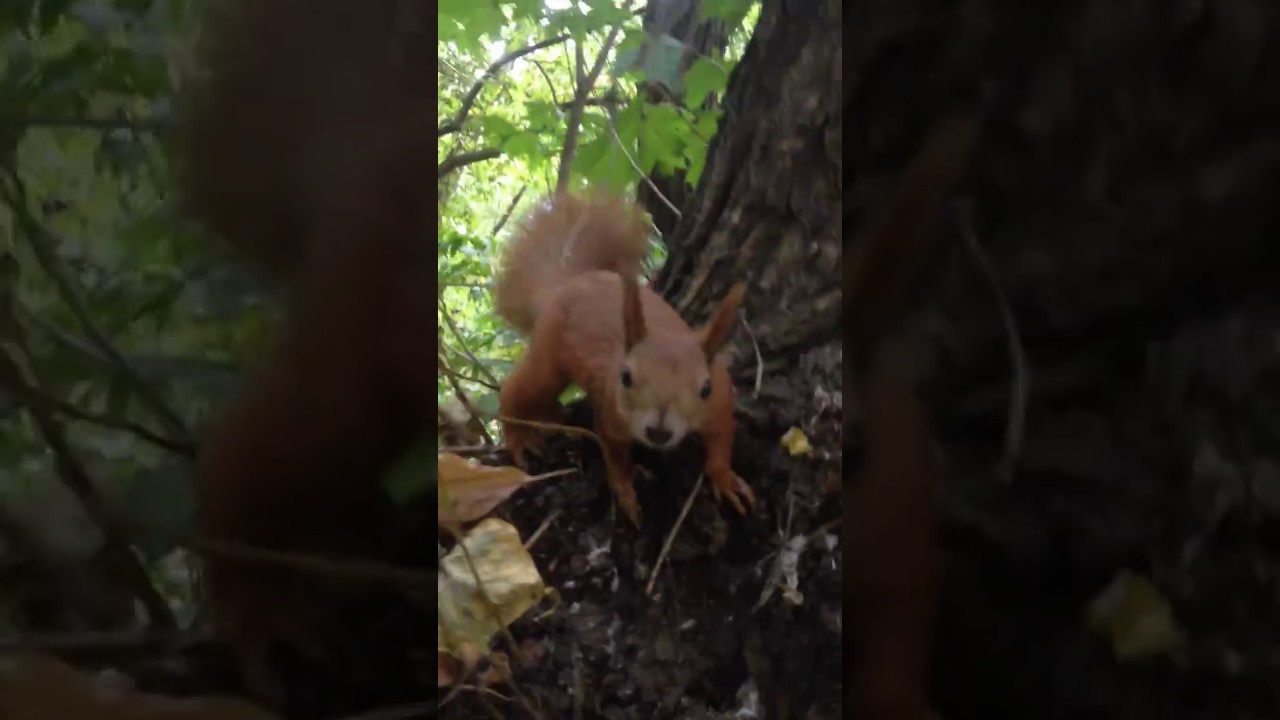 Смешное видео funny + airdrop cryptocurrency news blockchain info bounty exchange crypto giveaway