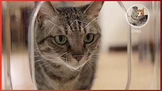 8 Cute And Smart Cat Gadgets 😼😼