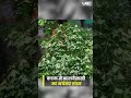 Cuttack Kalbaisakhi Storm Destruction Updates: कटक में कालबैसाखी का हाहाकार | UBC NEWS