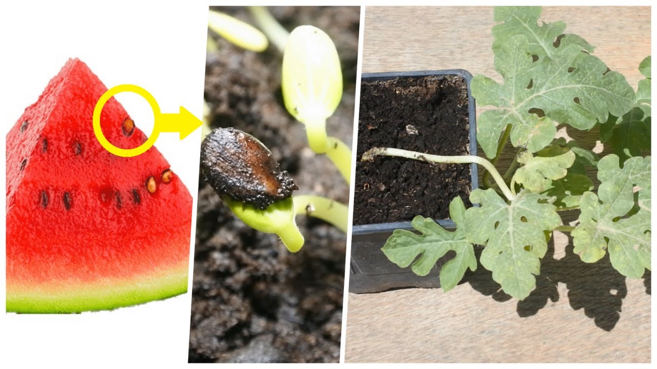 زراعة البطيخ الاحمر بطريقة سهلة watermelon cultivation