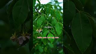 #gusbaha #shortvideo #viralvideo