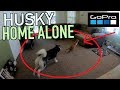 Leaving My Husky Home Alone With A GoPro