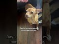 Dog Logic Is The Best: Pups Being Themselves In Funny Ways #dogs #funny #pets #humor #life