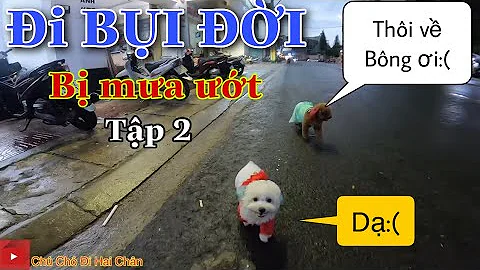 Tập 2: Su xí xọn dẫn bông đi BỤI ĐỜI bị mưa ướt hết và cái kết đi về xin lỗi SEN vô cùng đáng yêu