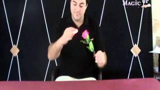 D LITE + ROSE LIGHT - MAGICA MAIS
