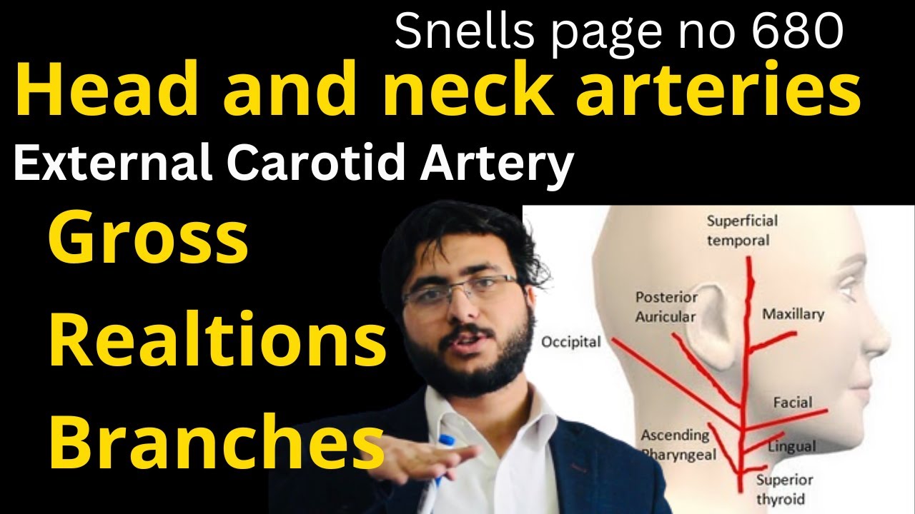 External Carotid artery || Branches || Head and Neck Arteries || snells page 680