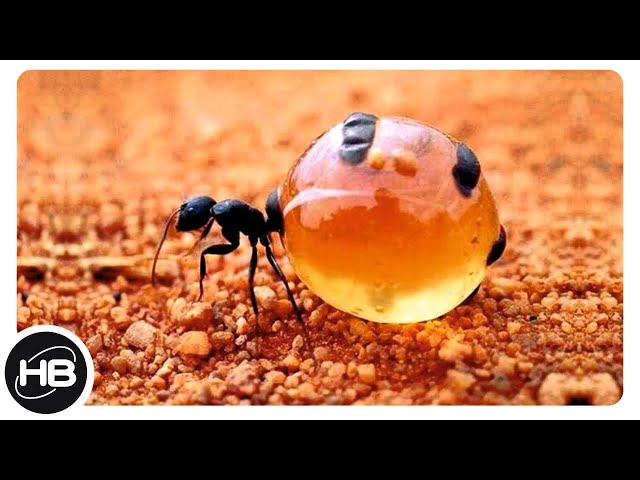 Виды и названия муравьев