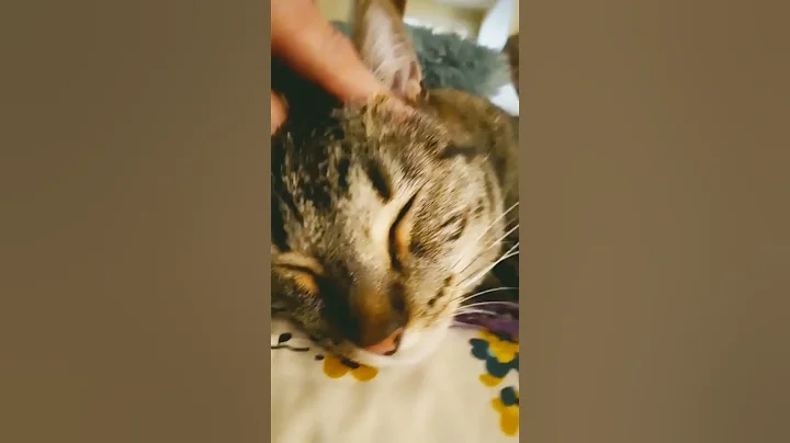 Ohhhh kitty