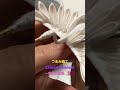 つまみ細工【鶴】craneショート #Shorts