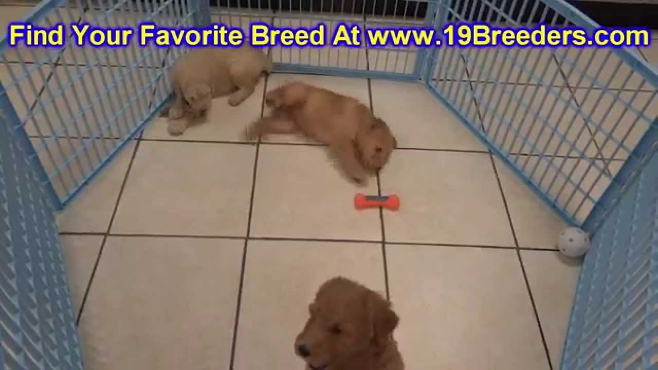 Golden Doodle, Puppies, For, Sale, In, Albuquerque, New Mexico, NM