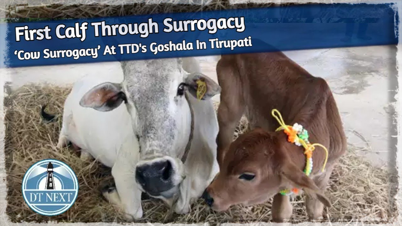 First Sahiwal calf through surrogacy born under TTD-SVVU project | Dt Next