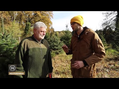 Videó: Mennyi idő alatt csírázik a lucfenyő magjai?