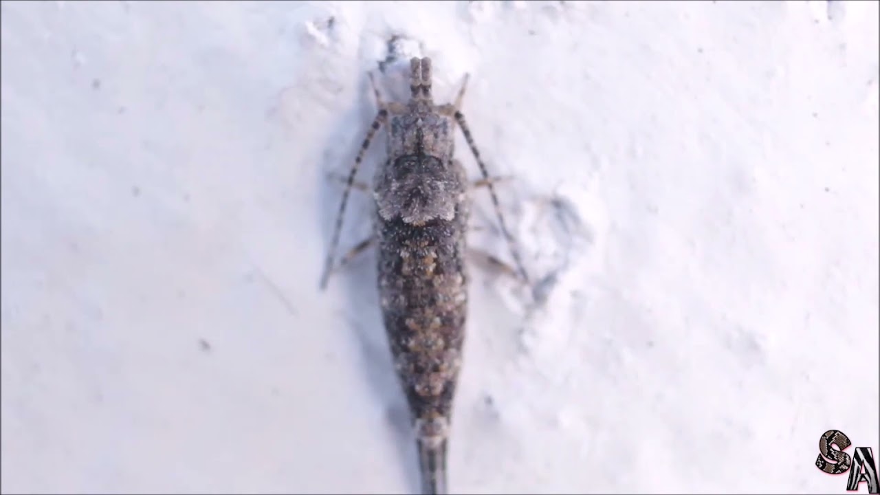 Taxa Archaeognatha / Microcoryphia