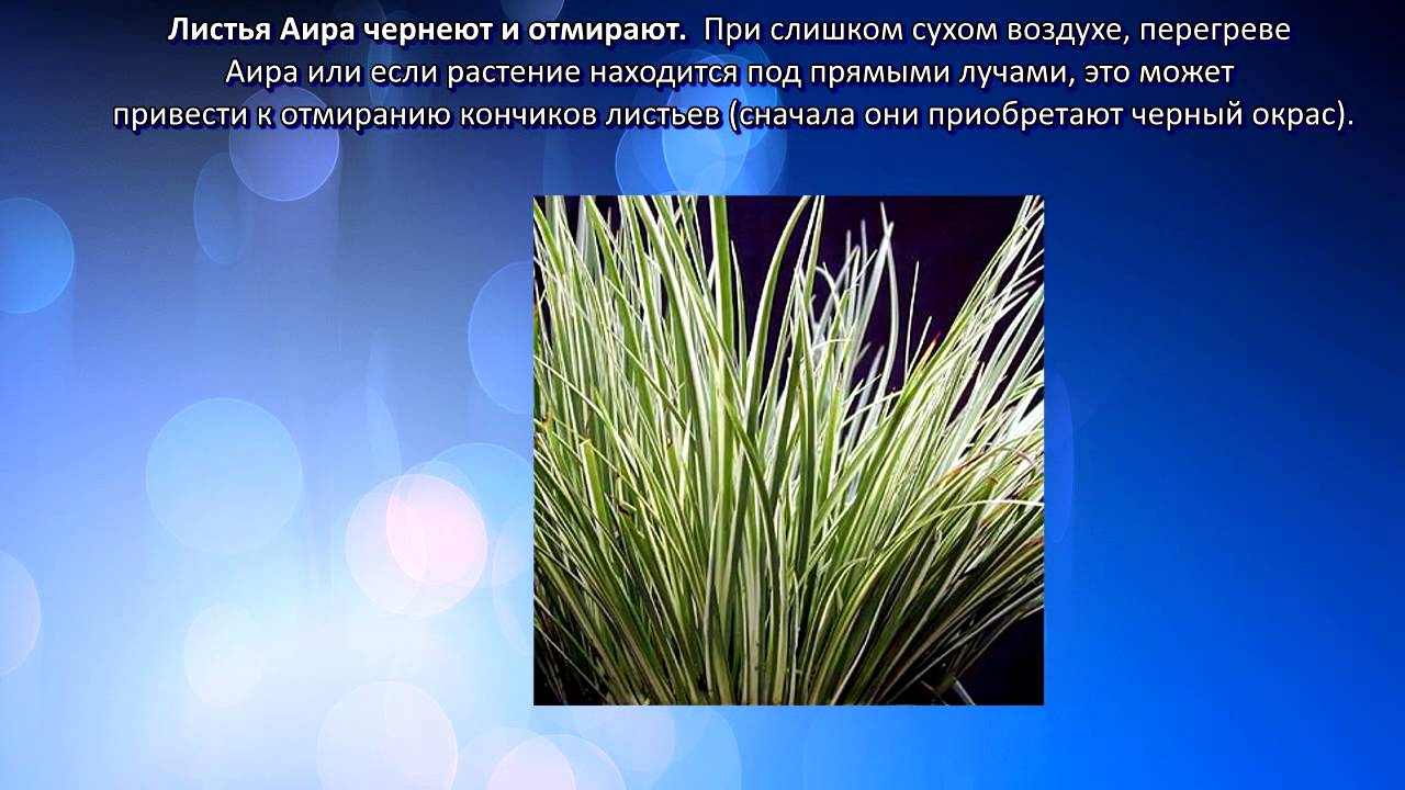 Аир свойства и применение. АИР растение. АИР злаковый растение. АИР фото и описание. Злаковидные комнатные растения АИР.