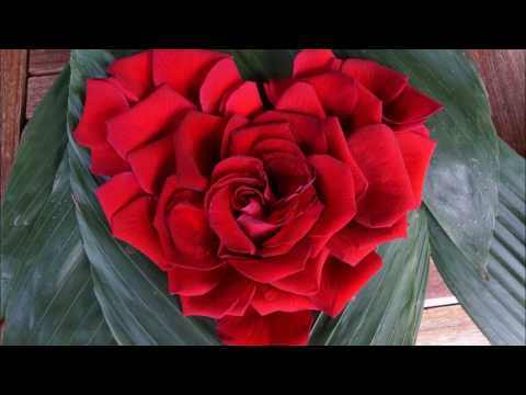 Video: Floribunda ruusu: kuvaus, istutusominaisuudet ja hoito