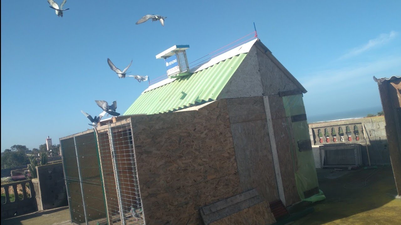 دخول الحمام من اول سباق رسمي 