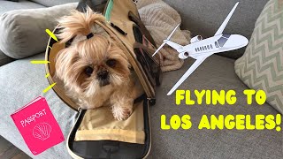 Flying to LA with a cute little shih tzu!  Puppy travel vlog