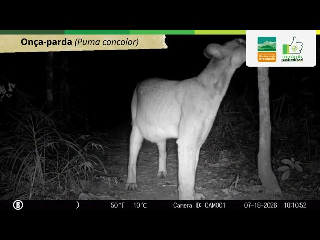 Câmeras-trap revelam a biodiversidade do Parque Montanhas de Teresópolis
