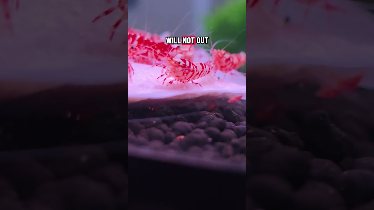 Have you ever tried using a Lubao bag in your shrimp tank?