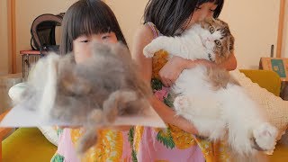 モフモフ猫の毛刈りをしたら子猫1匹分の毛が取れました！【ドギーマン イージープロ アンダーコート2WAYトリマー 】