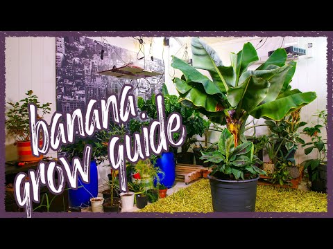 Video: Plantă de banane de interior: Cum să crești banane în interior