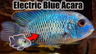 Electric Blue Acara | Growth Rate & Evolution