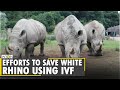 Ramped up efforts to save Northern White Rhino in 2020 | World News | WION News