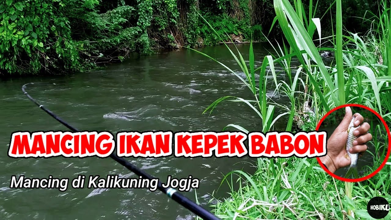 Mancing Ikan Kepek Babon,Mancing di Kalikuning Jogja