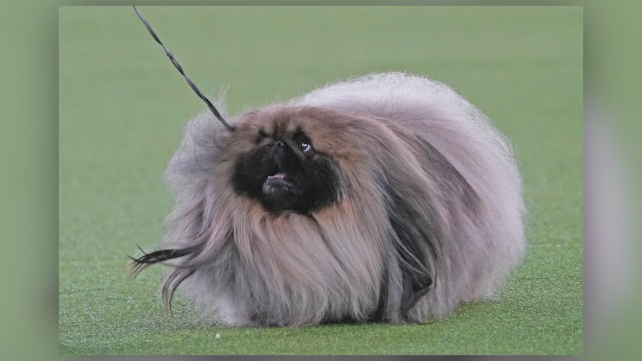 Wasabi the Pekingese wins Westminster dog show YouTube