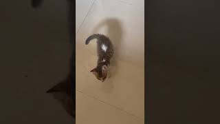 Always surrounded by little kitchen helpers who never helps 🐾. #trending #cat #ytshorts #viral