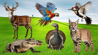 Wild Animal Sounds Around Us: Hummingbird, Antelope, Koala, Hippo, Sheep, Panda, Peacock, Wolf...