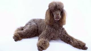 Understanding the Different Color Variations in Poodles