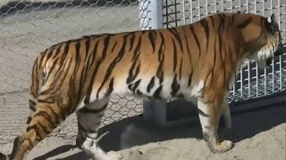 Ішімдік ішкен аға мен әпкенің жыныстық қатынасы Орыс аудиосы бар онлайн порно