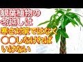 【ガーデニング】観葉植物の冬越しの方法は寒さ対策ではない〜観葉植物の正しい育て方を教えます