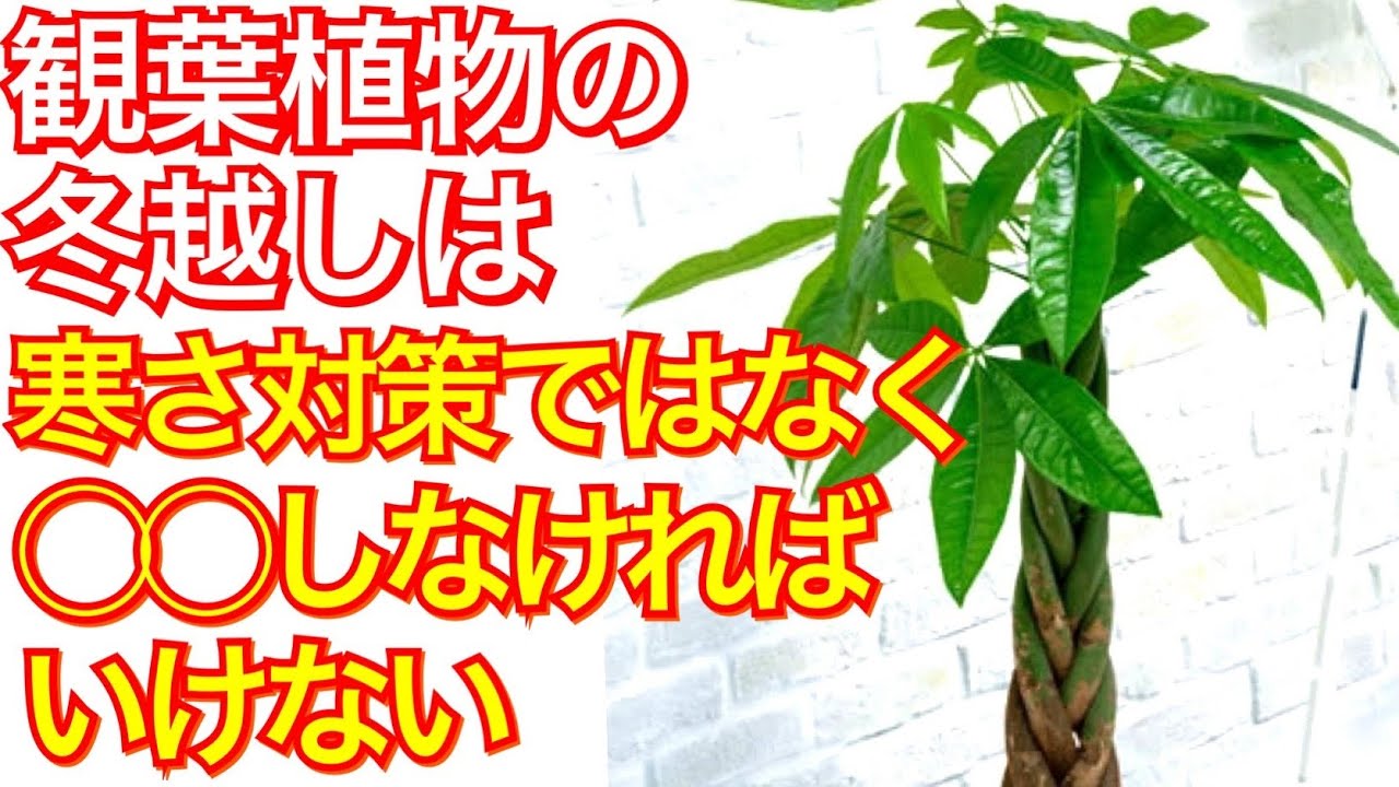 ガーデニング 観葉植物の冬越しの方法は寒さ対策ではない 観葉植物の正しい育て方を教えます Youtube