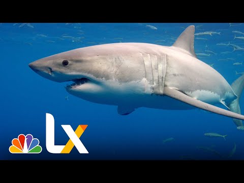 How Worried Should You Be About Being Bitten By a Shark? | LX