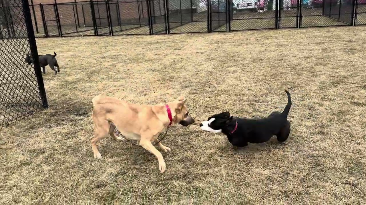 Aubreen learns to play with great helper dogs!