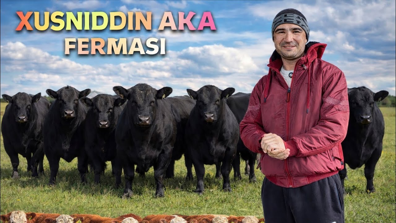 YEVROPA ABERDIN ANGUS GREFORD BUQALARI XUSNIDDIN AKA FERMASIDA YANGI KOTTA PARTIYA KELDI