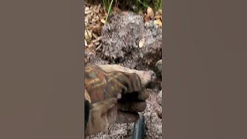 Metal Detecting Finds | Cool stuff found in the woods metal detecting with the Nokta Legend!