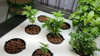 Organic aquaponic bubba kush, with buble