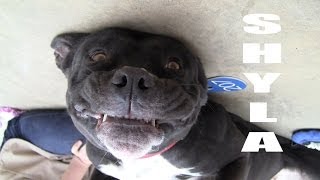 SHYLA - THE BELLY RUB BABE (ADOPTED!)