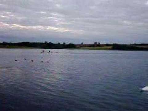 Three Swans And Rippling Water