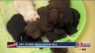 Pet stores could have some regulations under new bill
