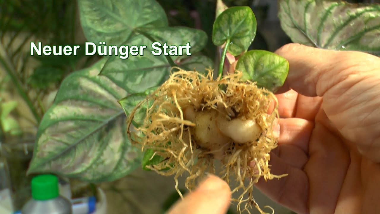 monstera welcher dünger Purgrün Monstera-Dünger 1 Liter main image 1