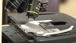 How to properly use a microscope. Lab Protocol Microscope Use Unit 5 Microscopy